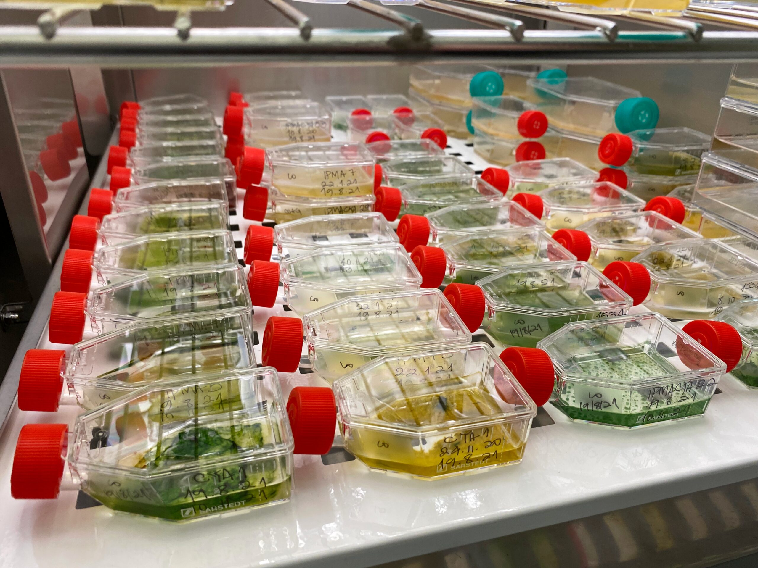 Aralab-FitoClima-600-microalgae-research-scaled-1