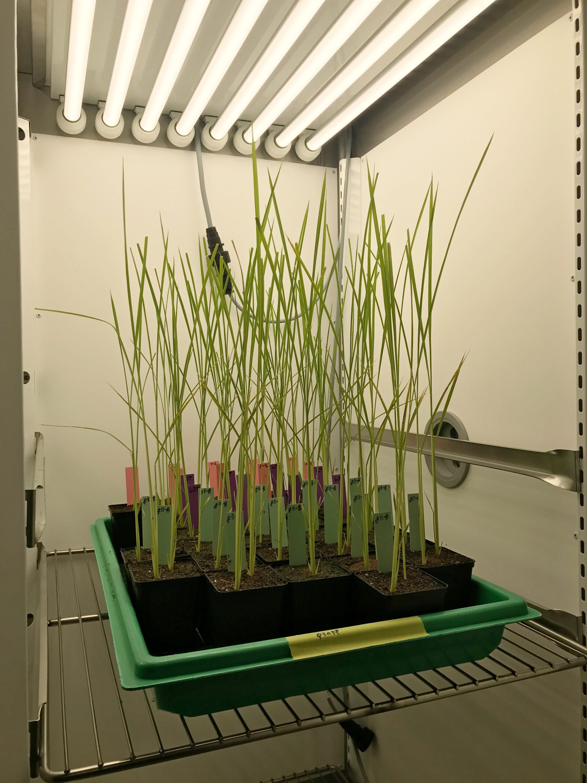 Aralab-Rice-growth-FitoClima-PLH-white-LED-Max-Planck-scaled-1