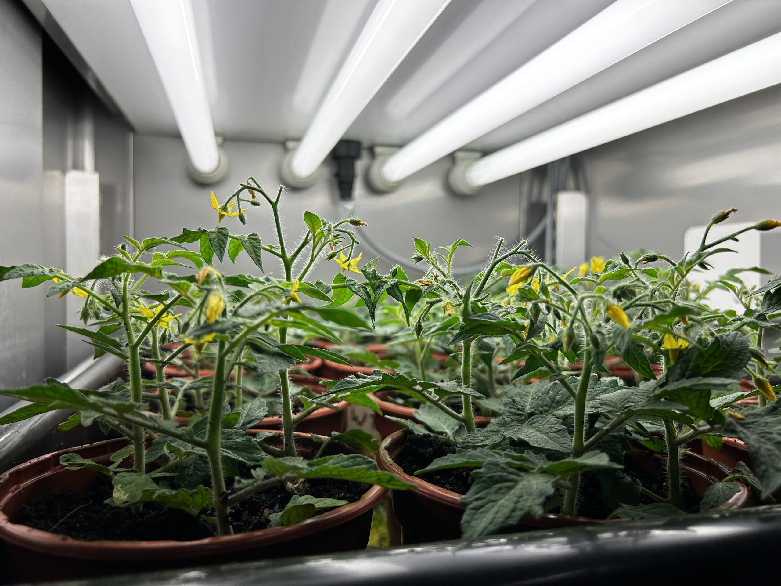 Aralab-growth-chamber-itqb-tomato-scaled