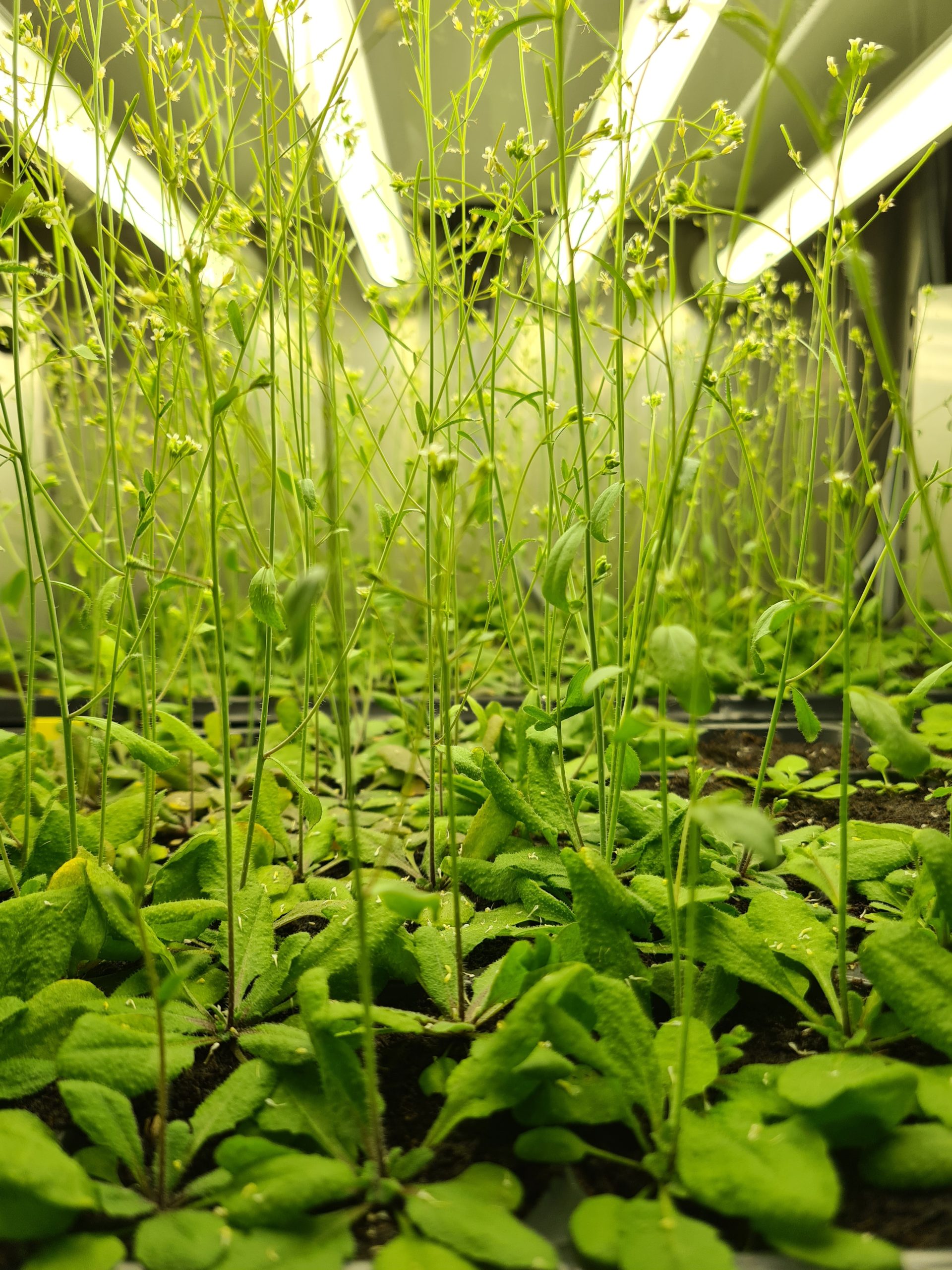 arabidopsis-fitoclima-600-scaled