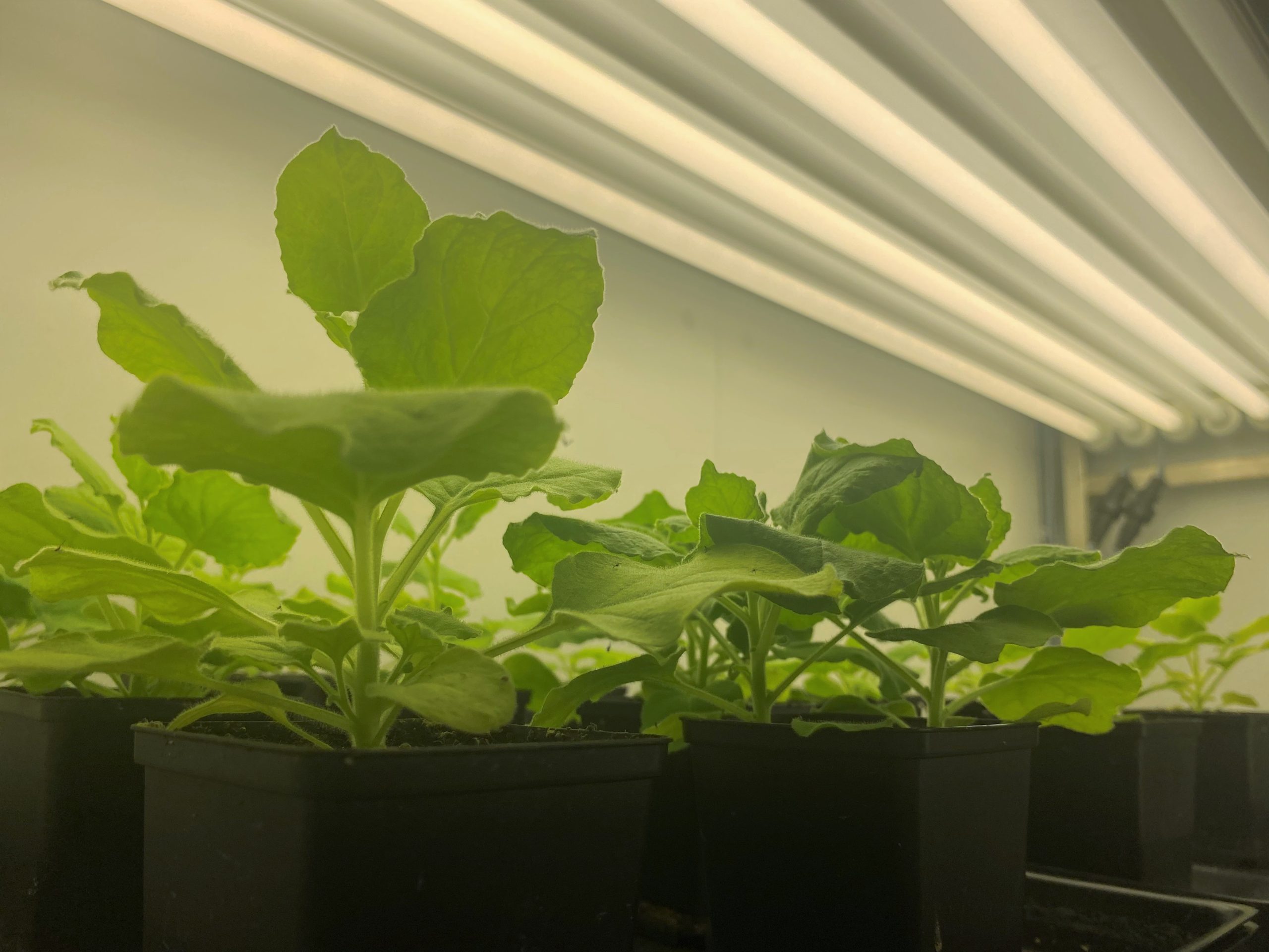 Aralab-Tabacco-Growth-Rooms3-1-scaled