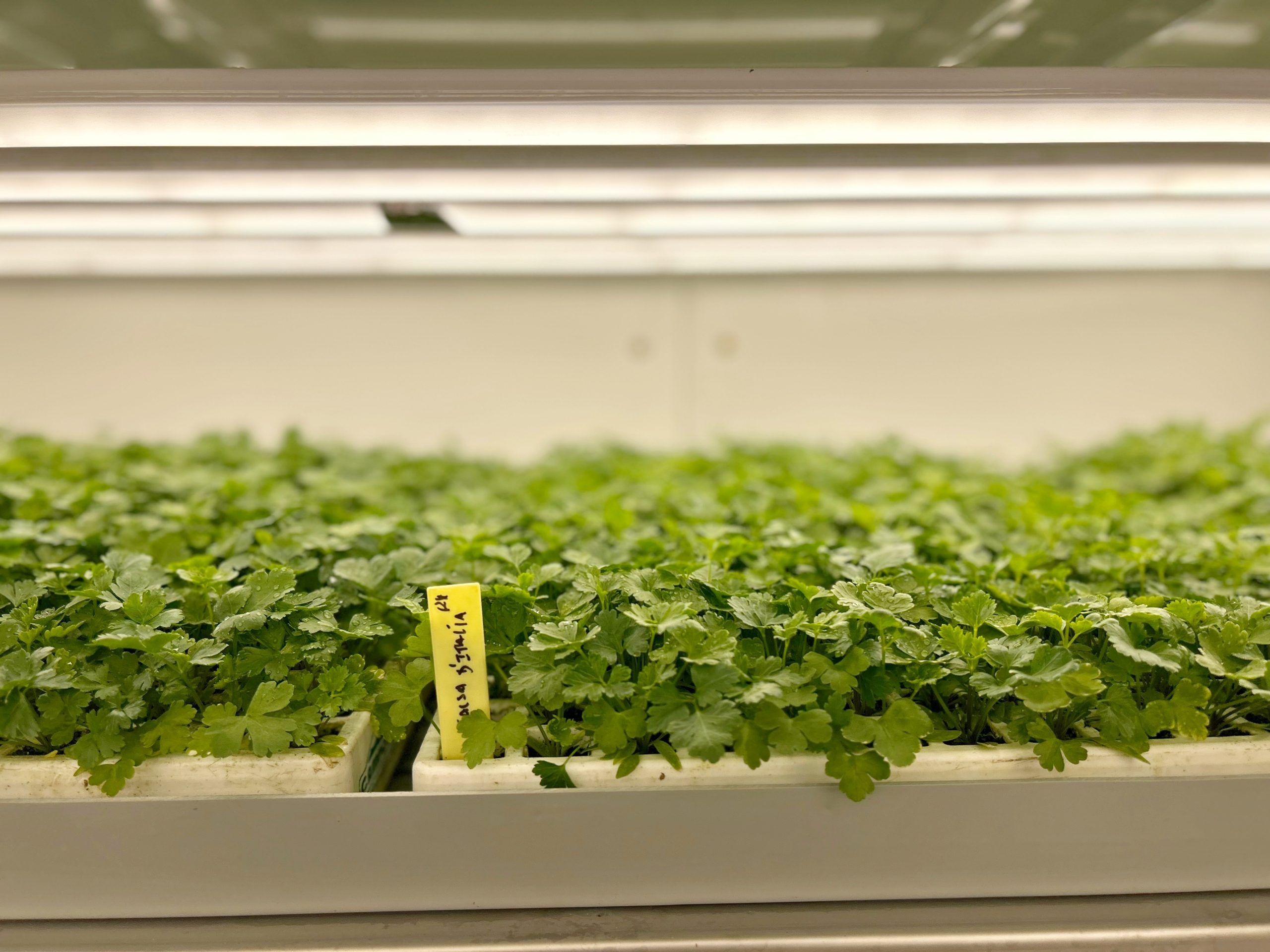 FitoClima-PR-Production-Rooms-16-scaled