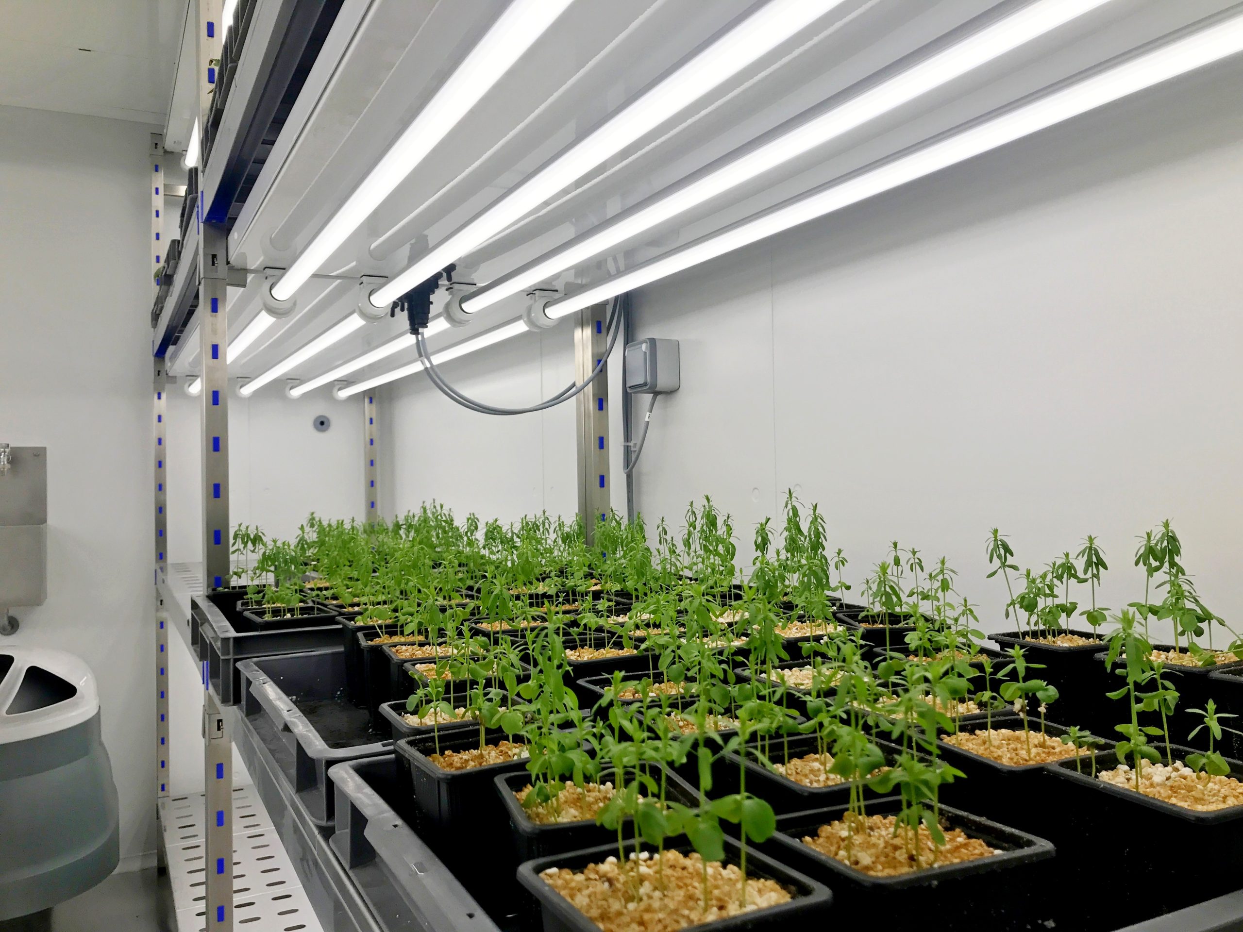 Universite-Namur-Tomato-Growth-LED-2-scaled