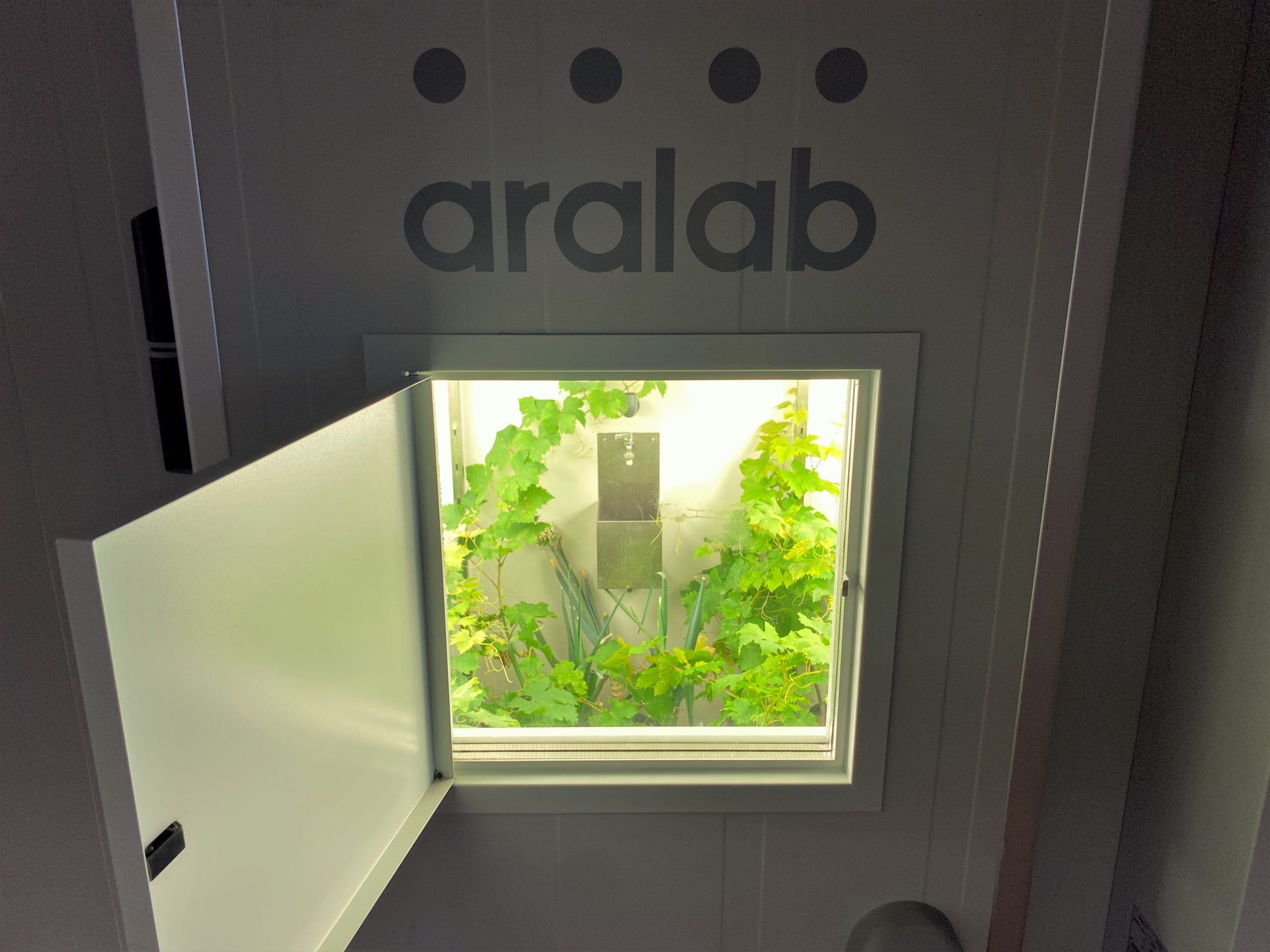 Vine-Tree-Aralab-at-FCUL-2-scaled