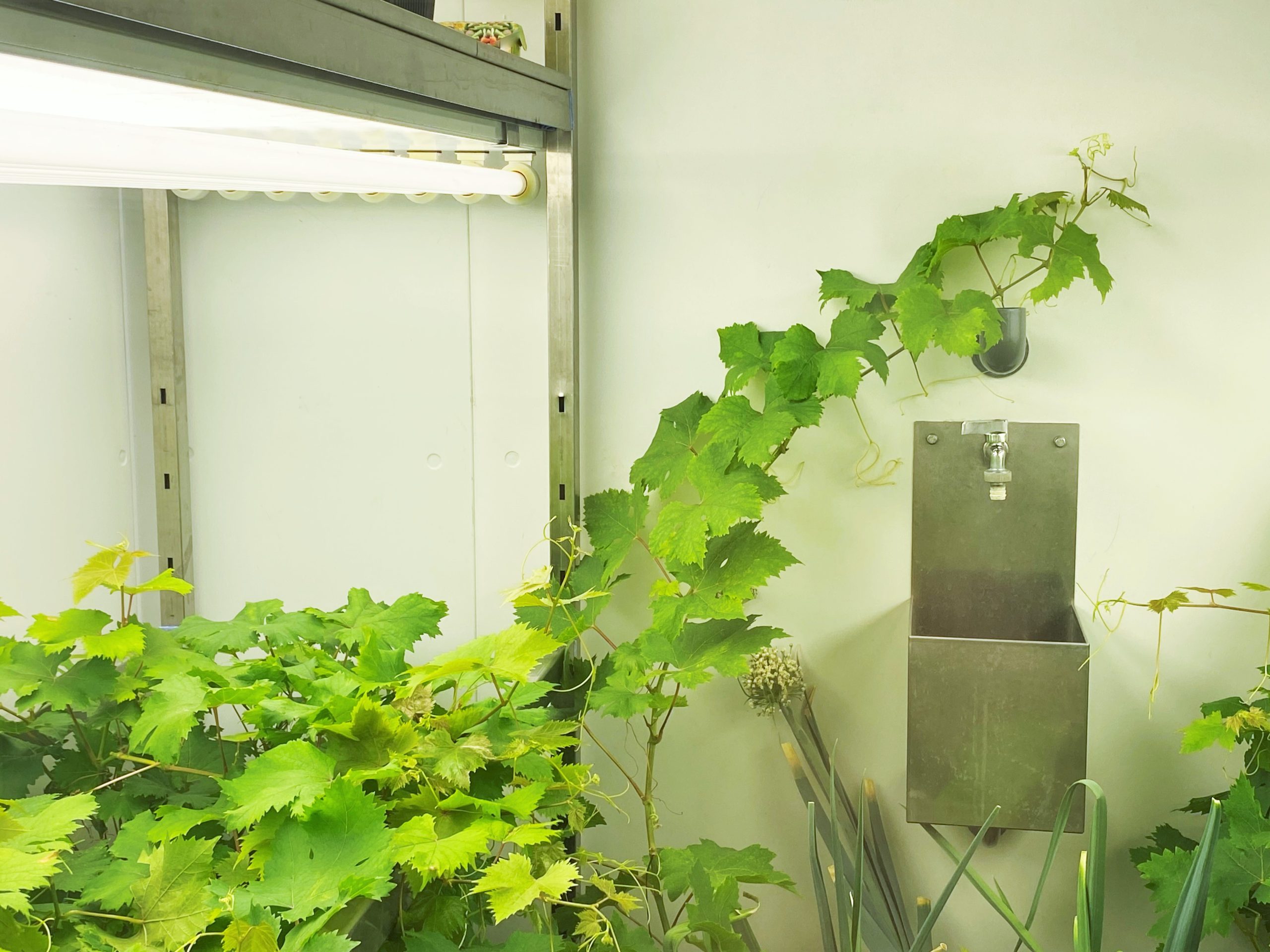 Vine-Tree-Aralab-at-FCUL-3-scaled